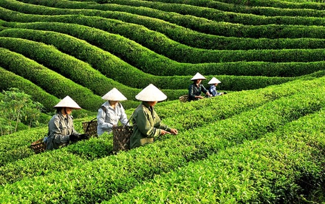 Ng&#224;nh ch&#232; Việt Nam chuyển m&#236;nh theo chuỗi gi&#225; trị - Ảnh 1