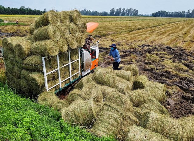 Ở nhiều tỉnh như Tiền Giang v&agrave; An Giang, thay v&igrave; đốt bỏ rơm rạ sau mỗi vụ thu hoạch l&uacute;a, n&ocirc;ng d&acirc;n đ&atilde; tận dụng rơm để l&agrave;m ph&acirc;n b&oacute;n hữu cơ v&agrave; đệm l&oacute;t sinh học trong chăn nu&ocirc;i hoặc trồng nấm rơm.