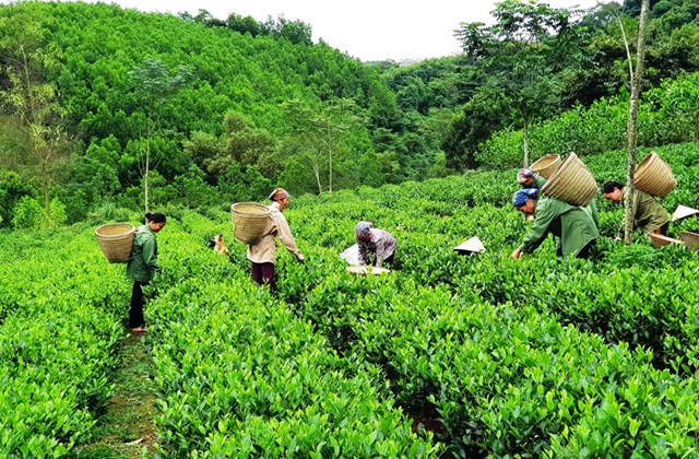 Kh&#225;m ph&#225; 6 v&#249;ng ch&#232; Đ&#244;ng Bắc: V&#249;ng đất của những đặc sản tr&#224; - Ảnh 5