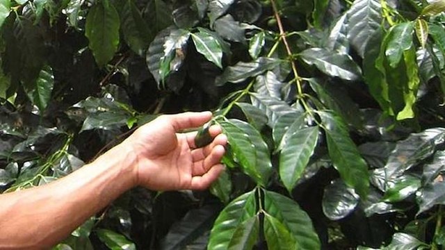 Lá cà phê chứa hàm lượng cao polyphenol, đặc biệt là mangiferin và chlorogenic acid.