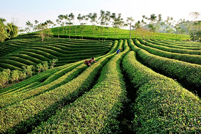 Ph&#225;t triển v&#249;ng ch&#232; gắn với du lịch sinh th&#225;i, trải nghiệm ở Y&#234;n B&#225;i - Ảnh 3