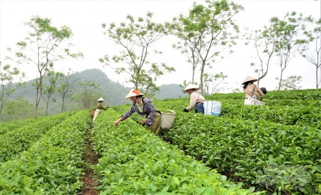 Tuyên Quang định vị thương hiệu chè từ lợi thế vùng nguyên liệu - Ảnh 1