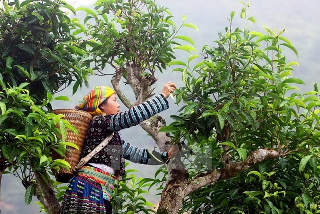 Tuy&#234;n Quang ph&#225;t triển c&#226;y ch&#232; theo hướng bền vững, n&#226;ng cao gi&#225; trị - Ảnh 1
