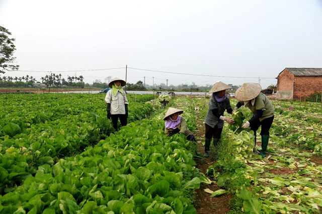 Người n&ocirc;ng d&acirc;n y&ecirc;n t&acirc;m khi c&oacute; nguồn thu nhập ổn định v&agrave; bền vững.