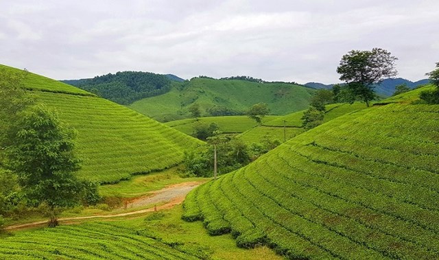 Vẻ đẹp hoang sơ, chất ph&aacute;c vẫn c&ograve;n vẹn nguy&ecirc;n ở đồi ch&egrave; Long Cốc, những đồi ch&egrave; nằm s&aacute;t b&ecirc;n nhau ng&uacute;t tầm mắt về ph&iacute;a ch&acirc;n trời.