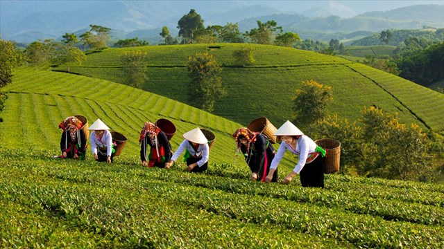 Người d&acirc;n nơi đ&acirc;y bắt đầu một ng&agrave;y mới bằng việc thu hoạch ch&egrave; trong kh&ocirc;ng kh&iacute; trong l&agrave;nh của buổi sớm m&ugrave;a thu.