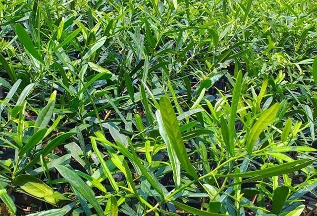 Xáo Tam Phân là loài cây dược liệu quý, phân bố chủ yếu ở khu vực Nam Trung Bộ