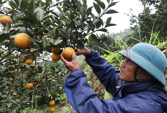 Với chất lượng đã được khẳng định trong nhiều năm, cam Cao Phong luôn có sức hấp dẫn đặc biệt đối với người tiêu dùng.