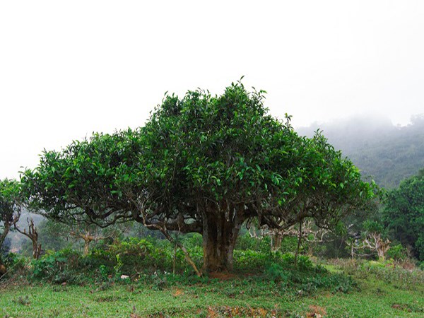 Những cây chè shan tuyết 500 năm tuổi ở Tuyên Quang bước vào kỷ nguyên số - Ảnh 2