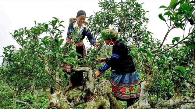 Lễ hội tr&#224; Shan tuyết L&#224;o Cai 2025 t&#244;n vinh di sản cổ thụ - Ảnh 1