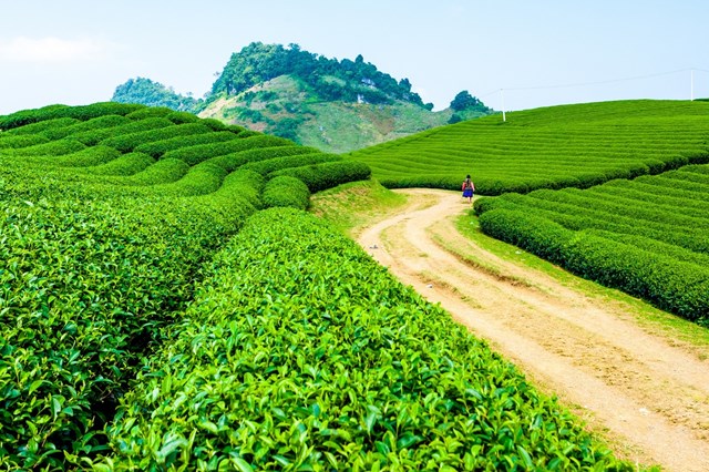 TH true TEA làm từ những lá trà đặc sản ở cao nguyên Mộc Châu (Sơn La), Hà Giang.