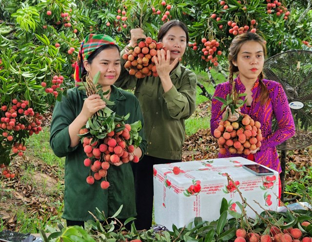  Chợ phi&#234;n OCOP tr&#234;n TikTok: H&#224;nh tr&#236;nh 6 th&#225;ng ươm mầm gi&#225; trị n&#244;ng sản Việt - Ảnh 2