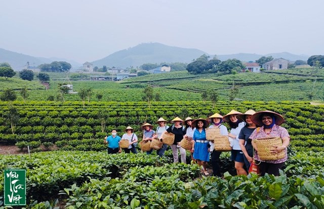 Kết hợp ch&egrave; với du lịch cộng đồng để n&acirc;ng cao gi&aacute; trị sản phẩm v&agrave; tạo th&ecirc;m trải nghiệm cho kh&aacute;ch du lịch &nbsp;