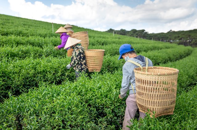 Tận dụng lợi thế nội địa v&#224; đẩy mạnh sản phẩm cao cấp cho ch&#232; Việt Nam - Ảnh 1