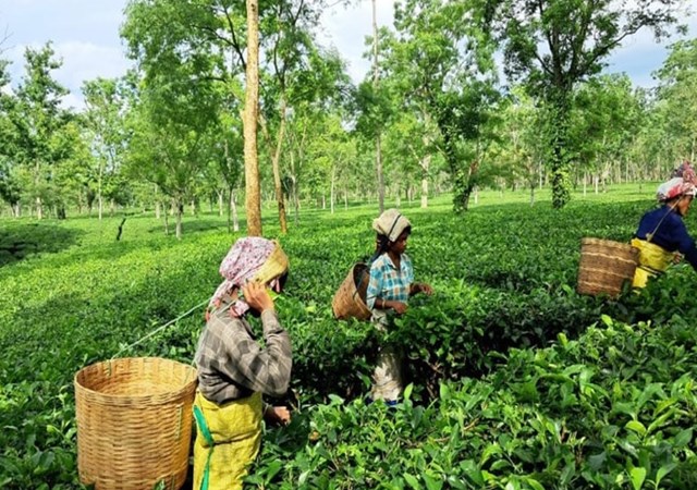 Công nhân thu hoạch chè trong một khu vườn ở thung lũng Brahmaputra thuộc Assam, vùng trồng chè lớn nhất thế giới. (Ảnh nguồn internet)