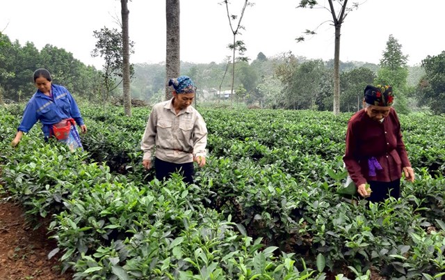 H&#224; Nội: Ph&#225;t triển v&#249;ng ch&#232; gắn với du lịch - Ảnh 1