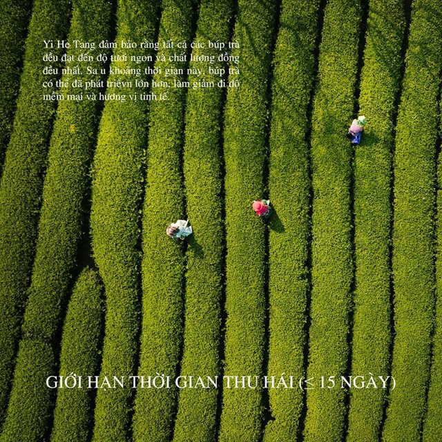 Chỉ những b&uacute;p tr&agrave; non đầu m&ugrave;a xu&acirc;n, được thu h&aacute;i trong v&ograve;ng 15 ng&agrave;y, mới được tuyển chọn