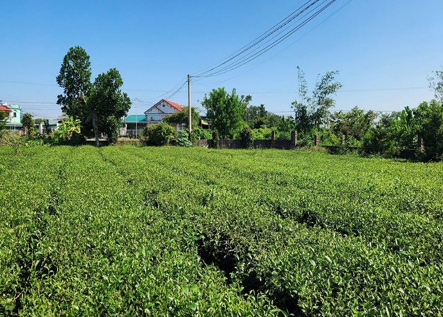 Toàn xã hiện có gần 100 ha chè canh tác theo phương thức nông nghiệp hữu cơ.