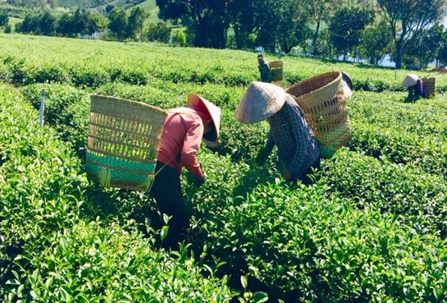 Các làng nghề chè Thái Nguyên đang bừng sức sống, vươn mình trong làn sóng đổi mới.