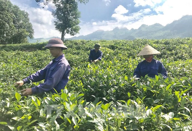 C&ocirc;ng nh&acirc;n của C&ocirc;ng ty c&ocirc;̉ ph&acirc;̀n chè Thanh Bình thu hoạch chè sạch tại đ&ocirc;̀i chè thu&ocirc;̣c huy&ecirc;̣n Mường Khương, L&agrave;o Cai - Ảnh: Qu&ocirc;́c Khánh - TTXVN &nbsp;