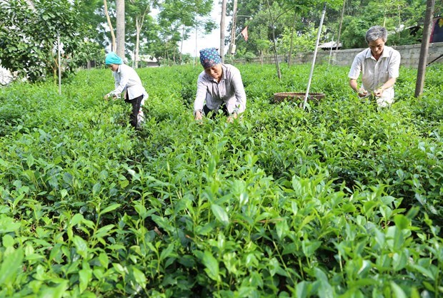 Trồng ch&egrave; theo ti&ecirc;u chuẩn VietGAP tại hộ n&ocirc;ng d&acirc;n B&ugrave;i Văn S&aacute;ch ở th&ocirc;n 3, x&atilde; Ba Trại, huyện Ba V&igrave; cho hiệu quả kinh tế cao -&nbsp;Ảnh: D&acirc;n tộc v&agrave; Miền n&uacute;i. &nbsp;