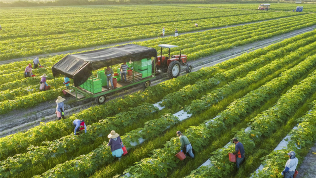 Vượt &quot;r&#224;o cản&quot;, bứt ph&#225; n&#226;ng tầm gi&#225; trị n&#244;ng sản Việt - Ảnh 2