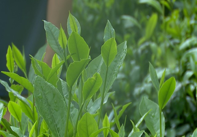 Xã Hưng Khánh có hơn 190 ha chè, trong đó 70 ha là chất lượng cao, với vụ thu được đánh giá ngon nhất trong năm.