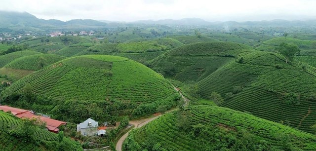 Cây chè là cây công nghiệp chủ lực của Xã Minh Đài với quy mô trên 2.172 ha, cung cấp sản lượng hàng chục nghìn tấn chè tươi ra thị trường.