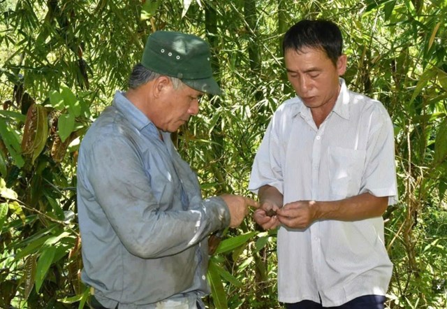 &Ocirc;ng Sinh bắt đầu d&agrave;nh thời gian đi rừng t&igrave;m quả gi&agrave; từ c&aacute;c c&acirc;y ch&egrave; hoa v&agrave;ng tự nhi&ecirc;n, mang về l&agrave;m bầu v&agrave; ươm giống (Ảnh HT)