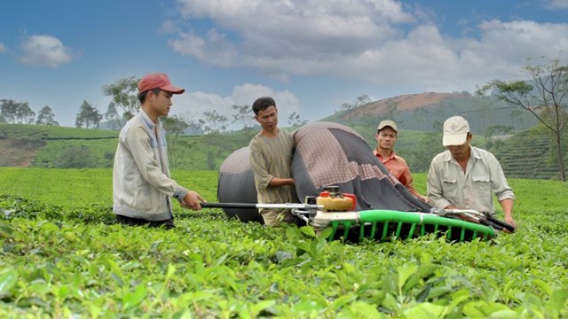 Phú Thọ có 14,5 nghìn ha chè, chủ yếu là giống năng suất cao và đặc sản, phục vụ chế biến chè xanh, chè đen xuất khẩu.