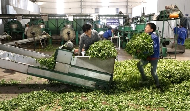 Việt Nam cần đầu tư nhiều v&agrave;o chề biến để n&acirc;ng cao gi&aacute; trị sản phẩm