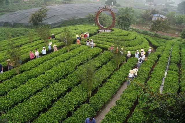 Người trồng chè Thái Nguyên đang đổi mới sản phẩm bằng kỹ thuật hiện đại, canh tác hữu cơ và gắn kết du lịch trải nghiệm với thương mại điện tử.