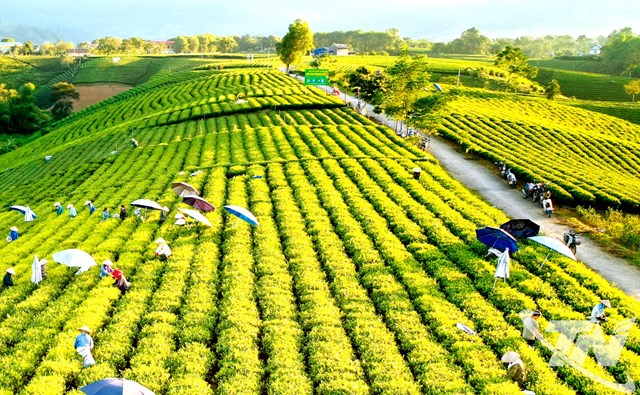 Vùng trồng chè theo hướng hữu cơ, đạt tiêu chuẩn VietGAP tại xã La Bằng, tỉnh Thái Nguyên.