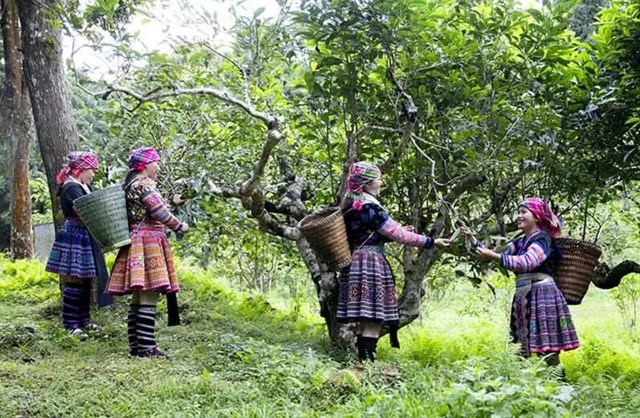 Tr&#224; Shan Tuyết: Di sản sống giữa đại ng&#224;n T&#226;y Bắc - Ảnh 1