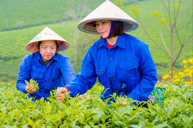 Dấu ấn Tuy&#234;n Quang tr&#234;n bản đồ tr&#224; thế giới - Ảnh 2