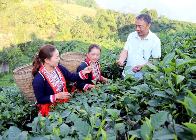 Bí thư Đảng ủy xã Tân Lập Triệu Chàn Khuân kiểm tra tình hình sản xuất chè Shan tuyết tại cơ sở.