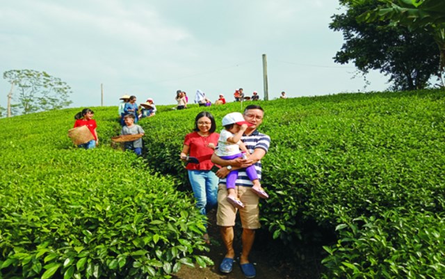 Đồi chè tại xã Tân Cương, một trong những không gian trải nghiệm văn hóa trà hấp dẫn, thu hút đông đảo du khách. 