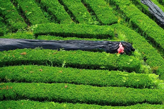 Quý Châu hiện là tỉnh xuất khẩu matcha số một của Trung Quốc và đứng thứ ba toàn cầu về khối lượng xuất khẩu, cung cấp cho hơn 40 quốc gia.