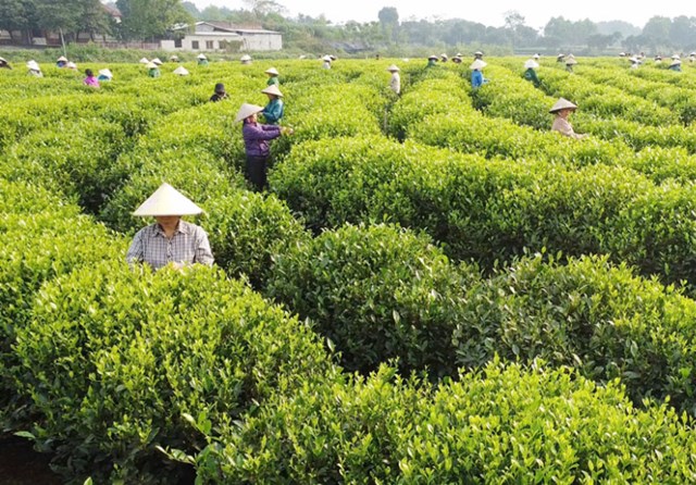 Toàn tỉnh Thái Nguyên hiện có khoảng 22.200 ha chè cho thu hoạch, với sản lượng búp tươi đạt khoảng 262.000 tấn/năm.