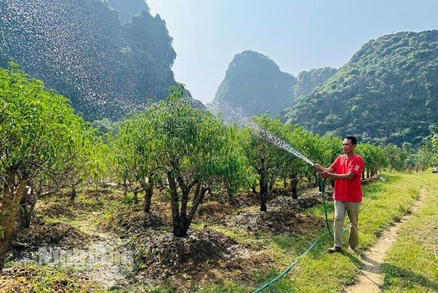 Hiện, 1/3 vườn đào ghép gốc đào rừng cổ thụ của anh Nguyễn Anh Dũng (thôn 4, xã Gia Lâm) đã được thương lái đặt mua.