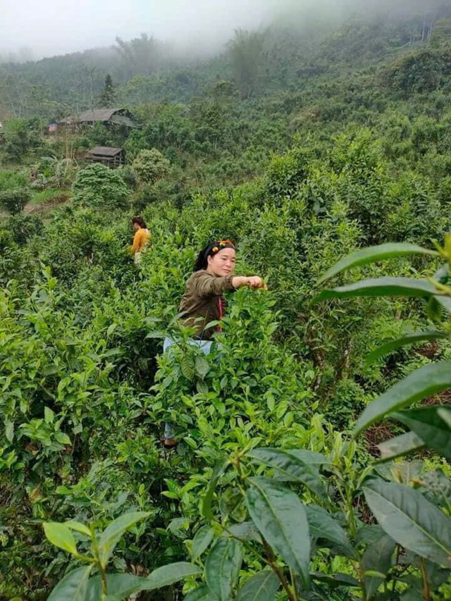 Nghiên cứu cho thấy chè sinh trưởng trên đất pha cát giàu mùn sẽ cho hương vị thơm ngon nhất. Ảnh Tâm Ngọc