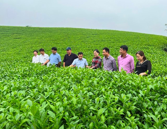 Đoàn cán bộ Viện Khoa học kĩ thuật Nông lâm nghiệp miền núi phía Bắc khảo sát các vùng trồng chè.