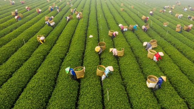 Lễ hội Tr&#224; quốc tế 2025: Kh&#225;t vọng đưa hồn tr&#224; Việt vươn ra biển lớn - Ảnh 2