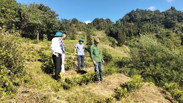 Xã Pha Long lựa chọn cây chè để phát triển vùng nguyên liệu.
