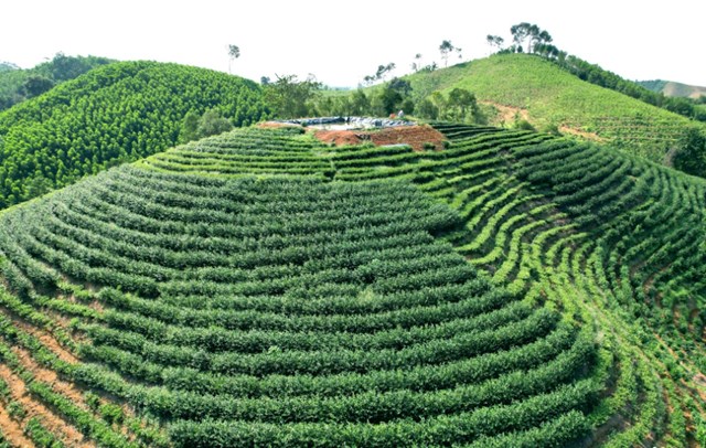 Hiện xã Thọ Bình có gần 400 ha chè, với 315 ha cho thu hoạch ổn định, trở thành vùng nguyên liệu chè lớn nhất Thanh Hóa.