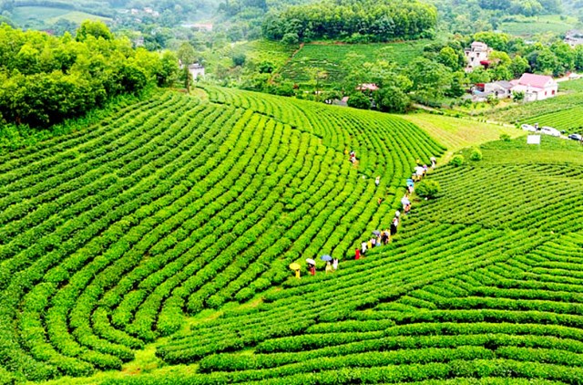 Việt Nam có nguồn nguyên liệu trà phong phú, từ trà phổ biến đến các dòng đặc sản, giúp ngành trà tham gia nhiều phân khúc thị trường và tạo lợi thế cạnh tranh hiếm có.