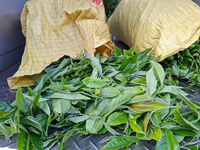 Thu nhập từ chè đã giúp nhiều hộ dân ở xã Pha Long thoát ngèo.