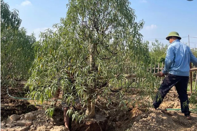 Ông Hùng đang tiến hành các công việc để đưa các gốc đào lên chậu, chuẩn bị chăm sóc cho vụ tết.