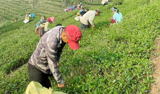 Liên kết chuỗi giá trị đang mở ra hướng đi mới cho chè hữu cơ Lào Cai.