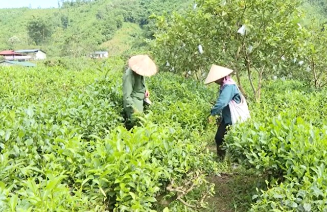 Người dân thôn Phiêng An vẫn giữ nguyên cách hái chè thủ công truyền thống.